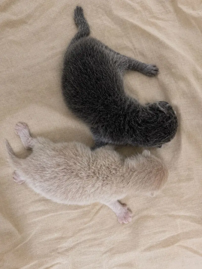 British Shorthair Grey Lilac Kitten — photo 3
