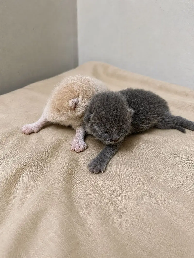 British Shorthair Grey Lilac Kitten — photo 4