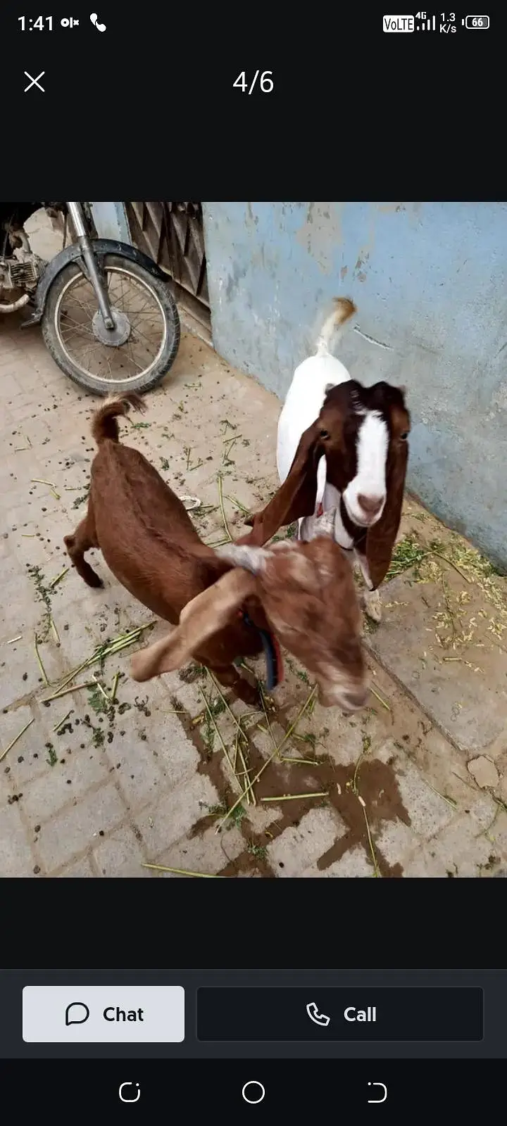 Bakra age 6 month