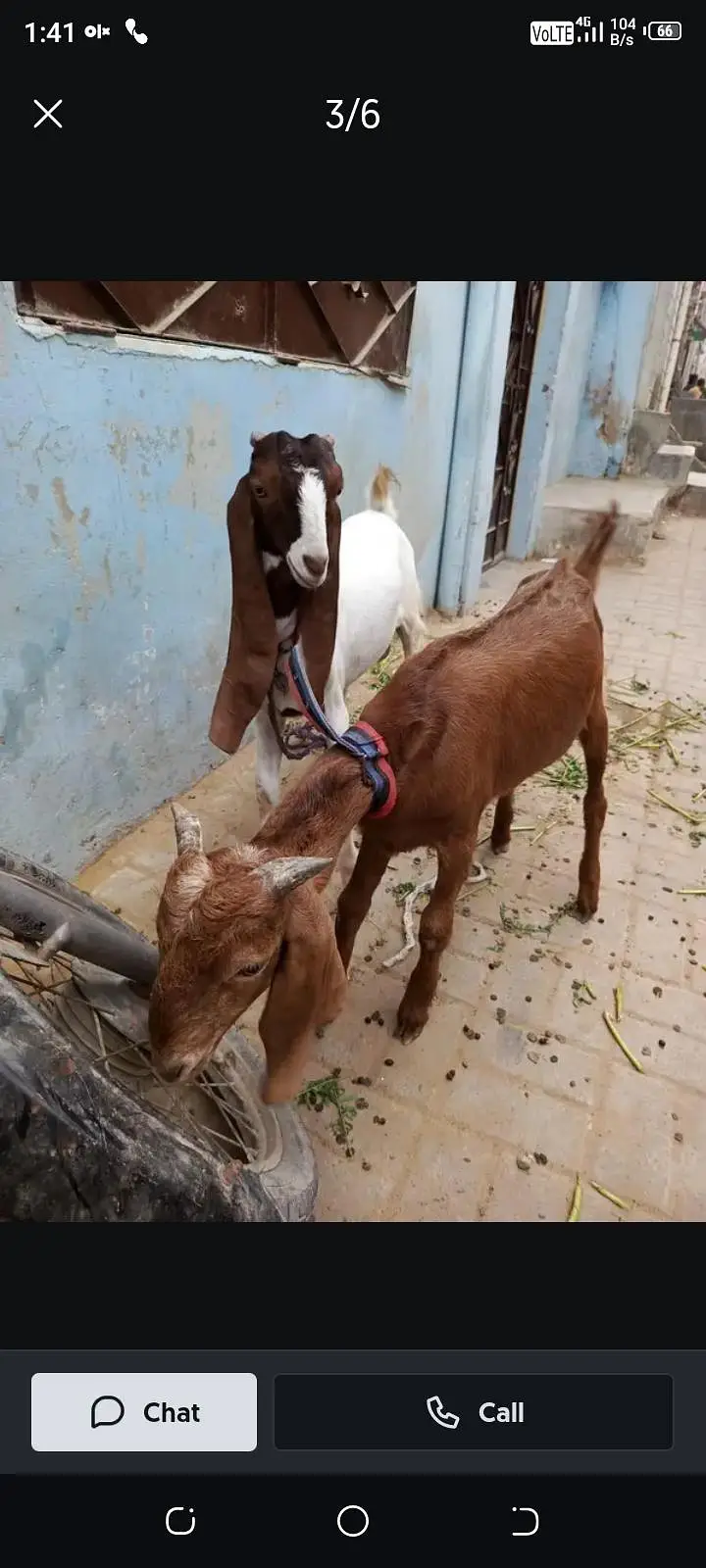 Bakra age 6 month — photo 2