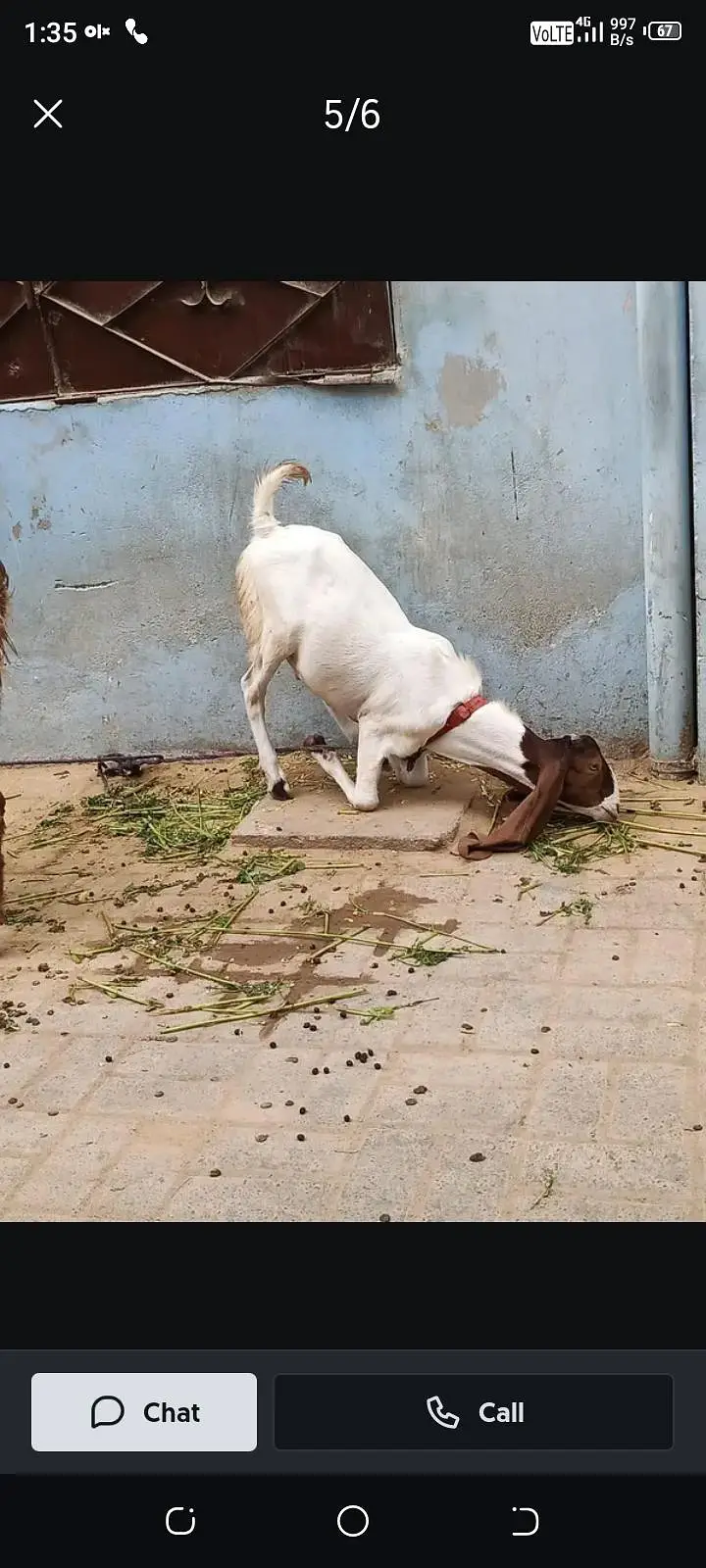 Bakra age 6 month — photo 3