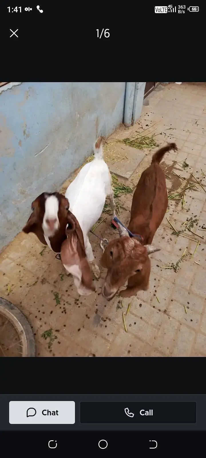Bakra age 6 month — photo 4