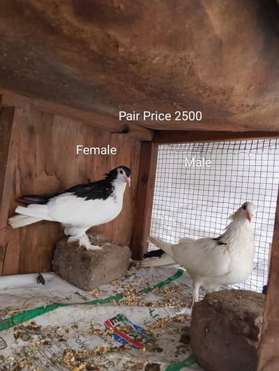 Pigeons for sale urgent for sale