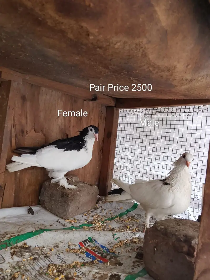 Pigeons for sale urgent for sale