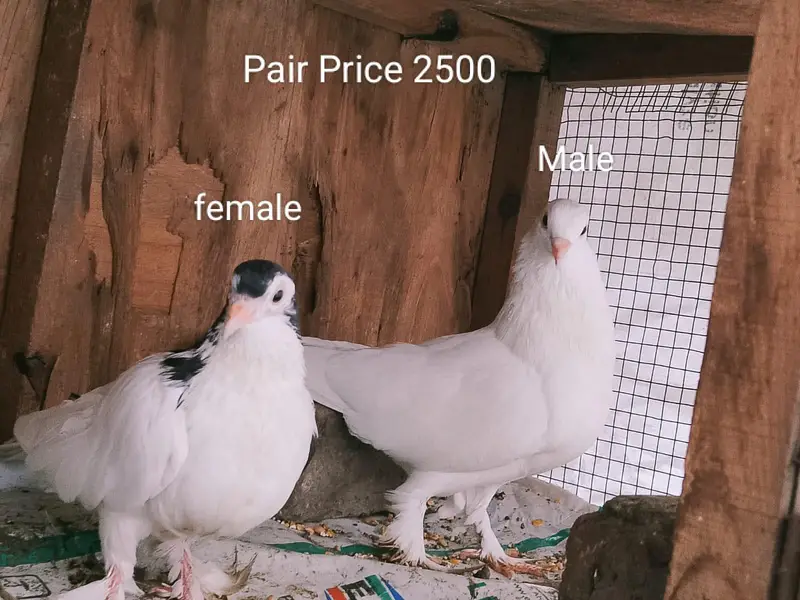 Pigeons for sale urgent for sale — photo 2