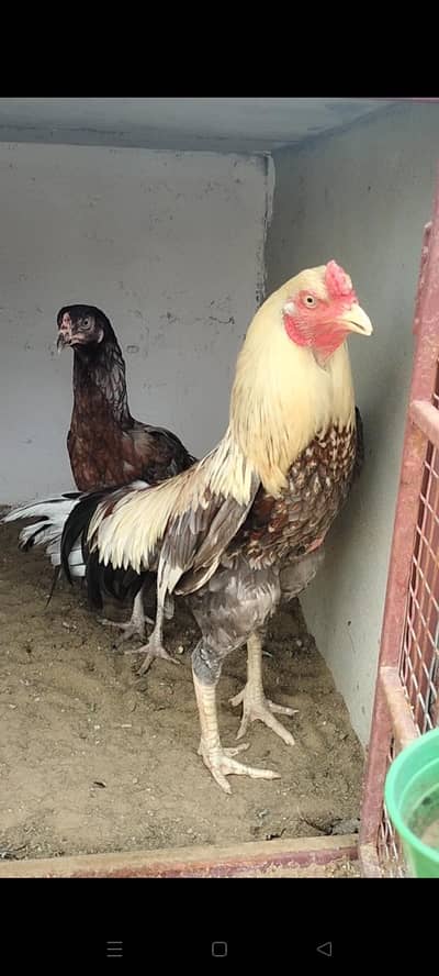 Aseel top quality pair for sale