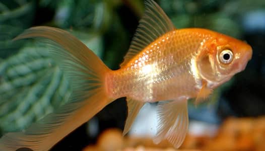 Orange goldfish shabakin