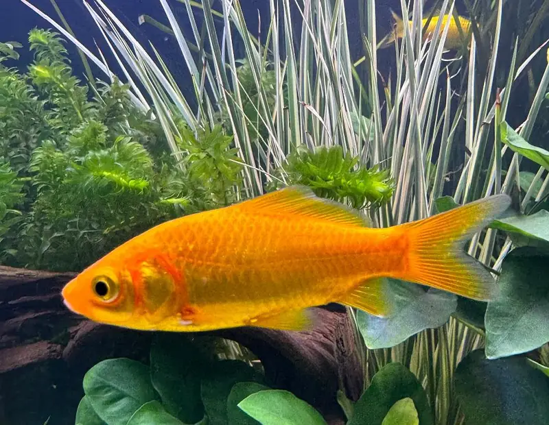 Orange goldfish shabakin — photo 2