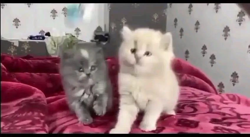 Persian cat for sale male or female my WhatsApp number3253133955 — photo 2