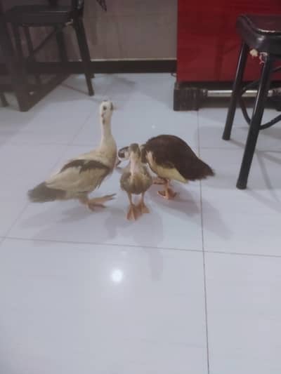 Desi Ducks for sale