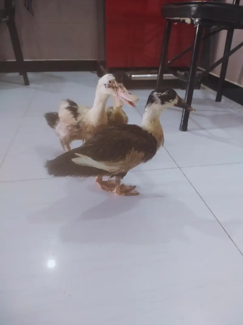 Desi Ducks for sale — photo 2