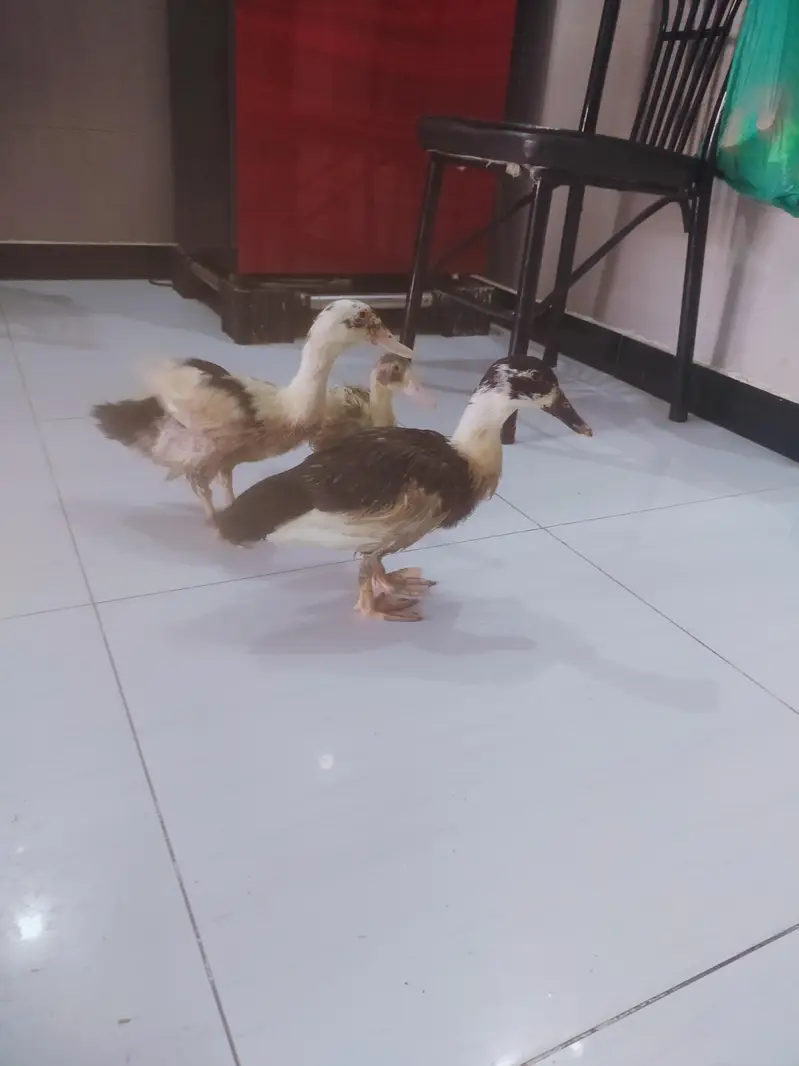 Desi Ducks for sale — photo 3