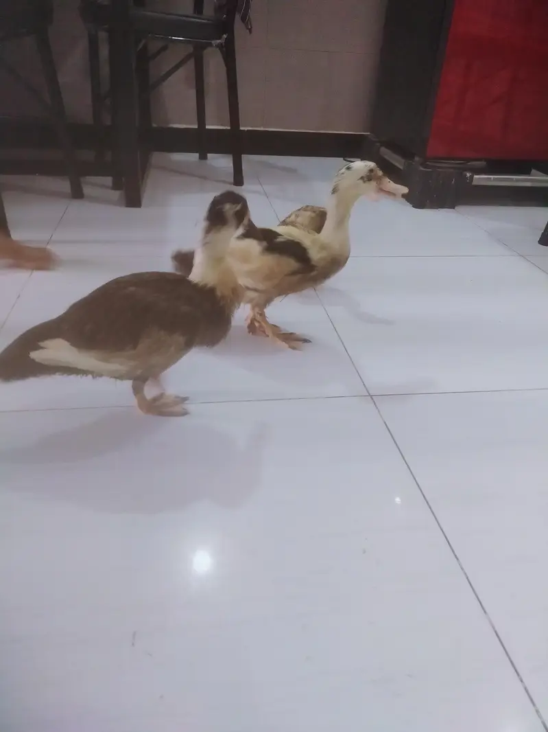 Desi Ducks for sale — photo 4