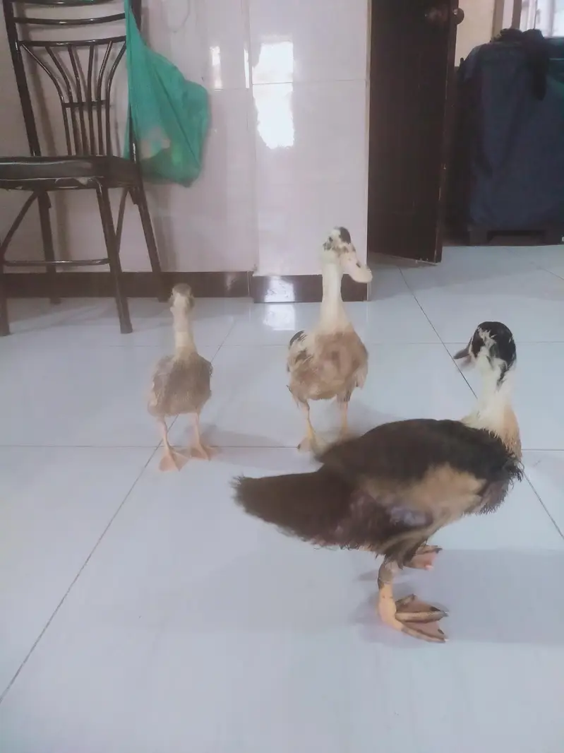 Desi Ducks for sale — photo 5