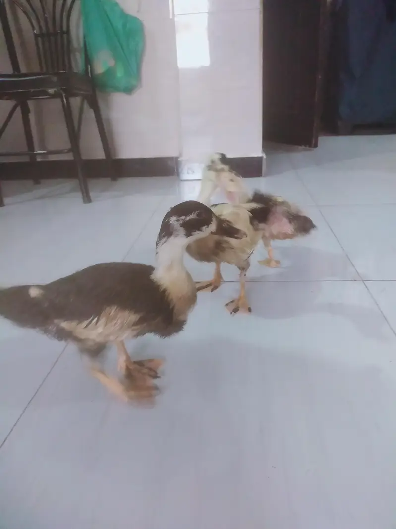 Desi Ducks for sale — photo 7