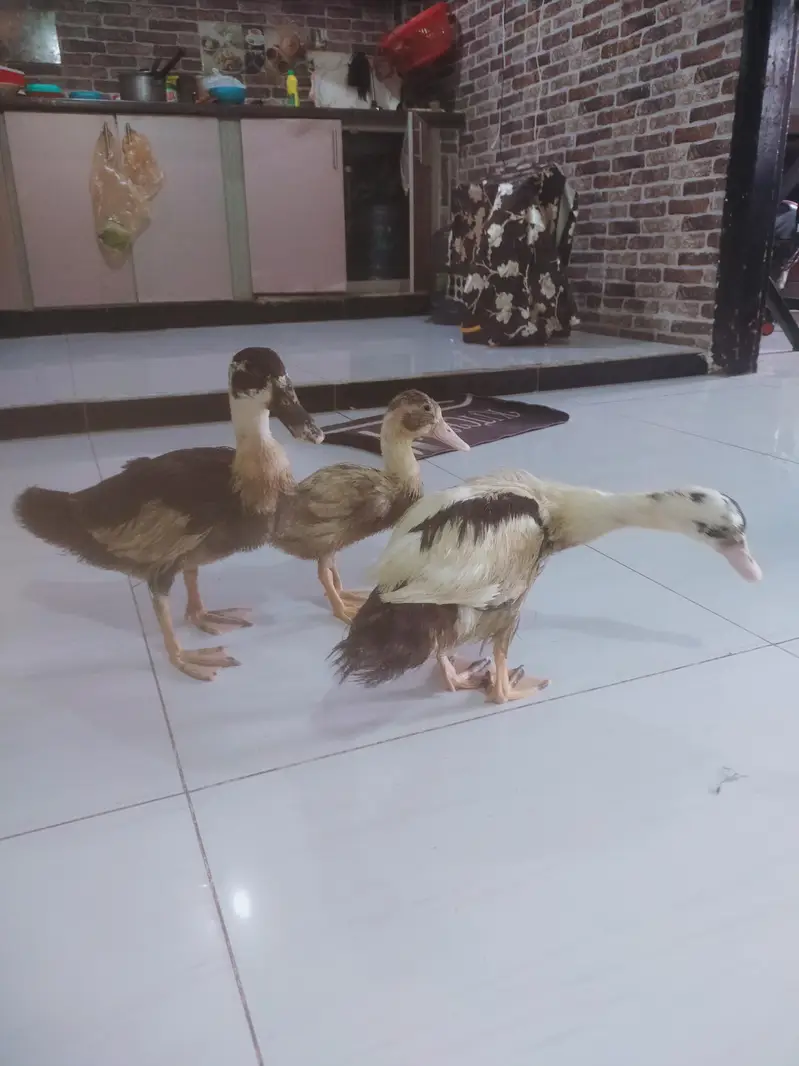 Desi Ducks for sale — photo 8
