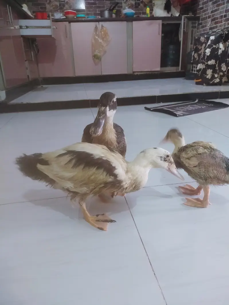Desi Ducks for sale — photo 9