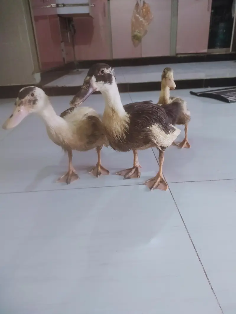 Desi Ducks for sale — photo 10