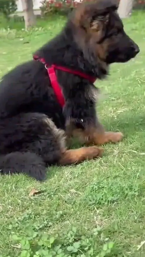 German Shepherd dog for sale vaccinated and their active — photo 2