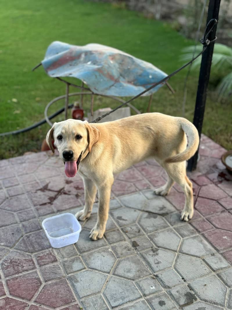 Labradour 0