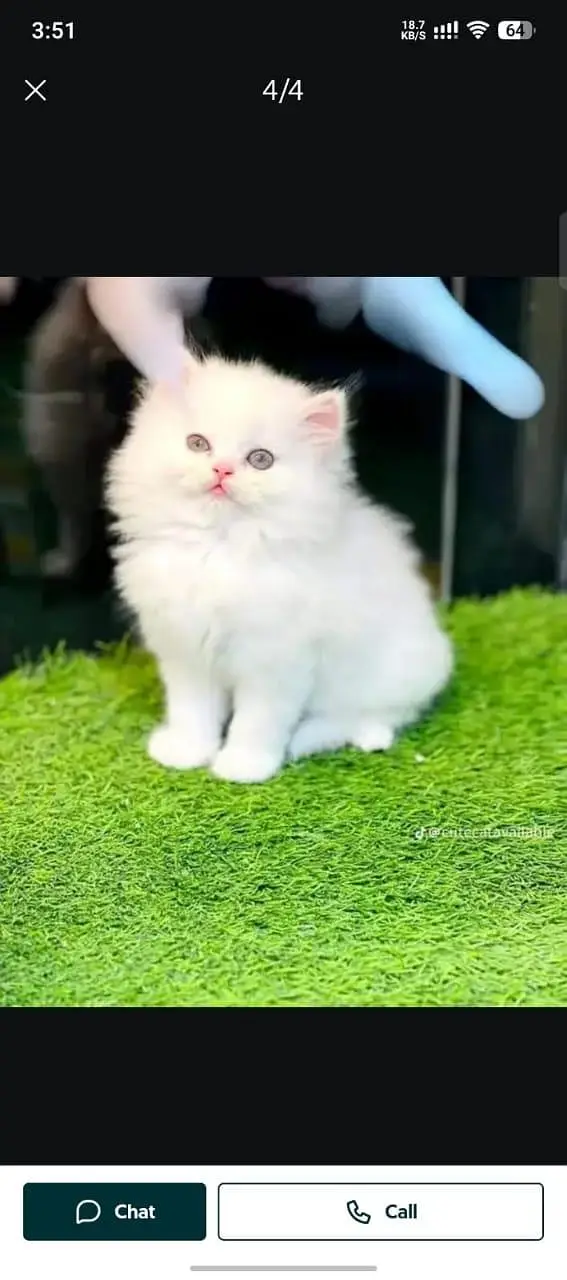 Persian cat for sale male or female my WhatsApp number3253133955 — photo 3