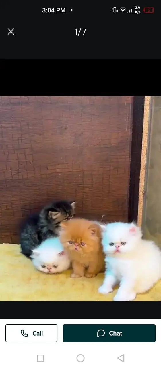 Persian cat for sale male or female my WhatsApp number3253133955