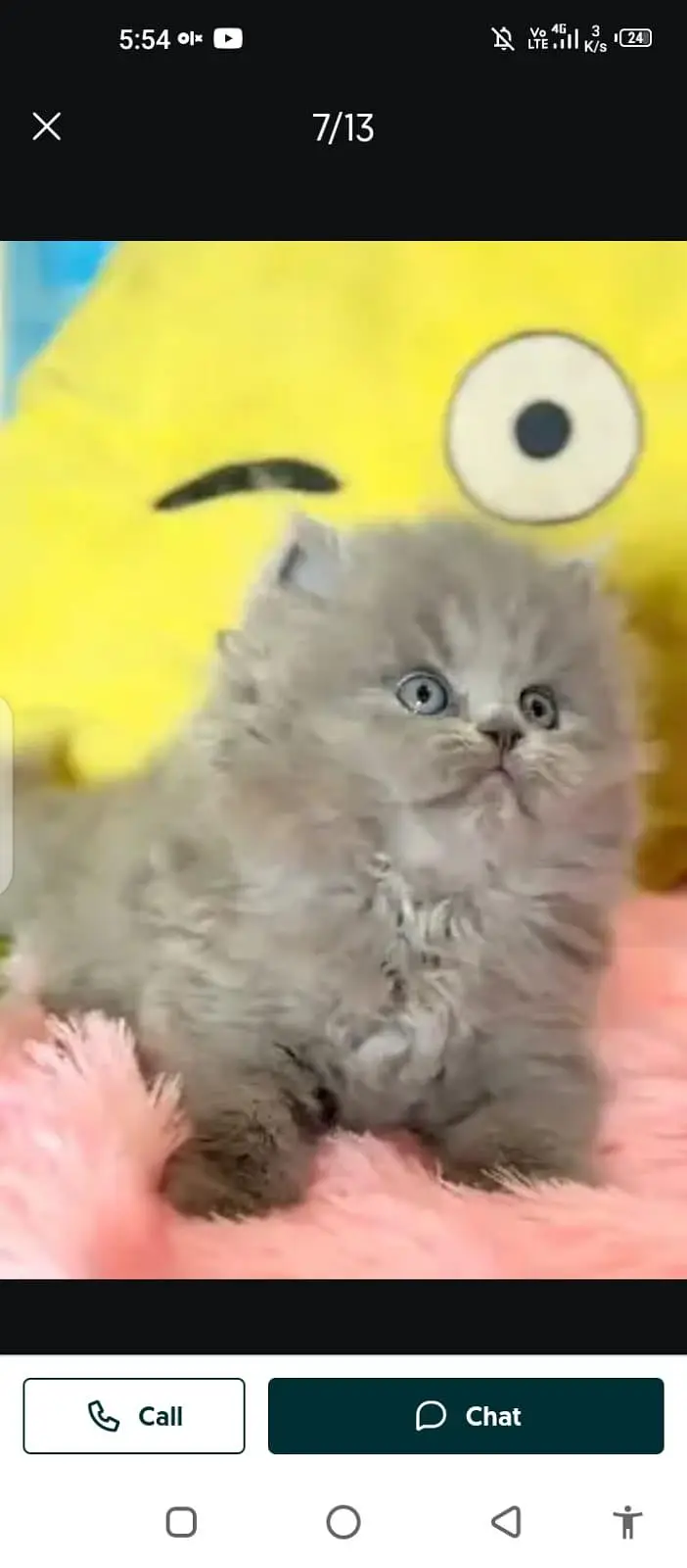 Persian cat for sale male or female my WhatsApp number3253133955 — photo 3