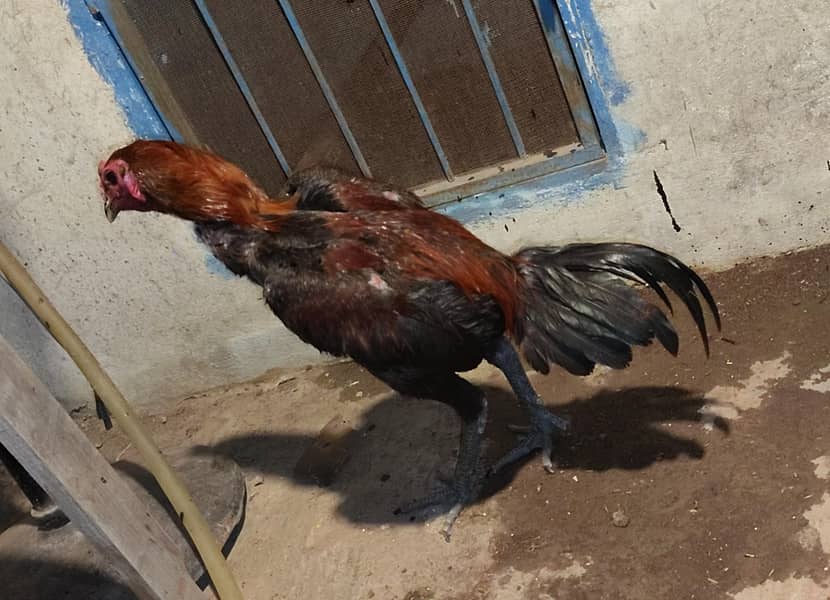 ڈریگن 3