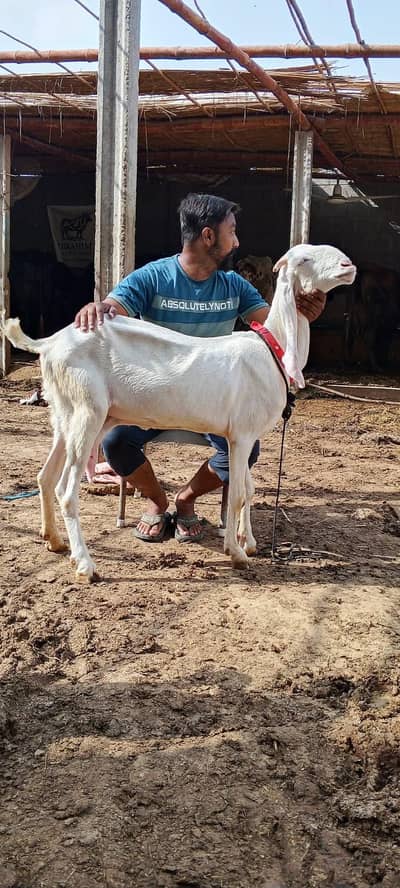 Gulabi Bakri