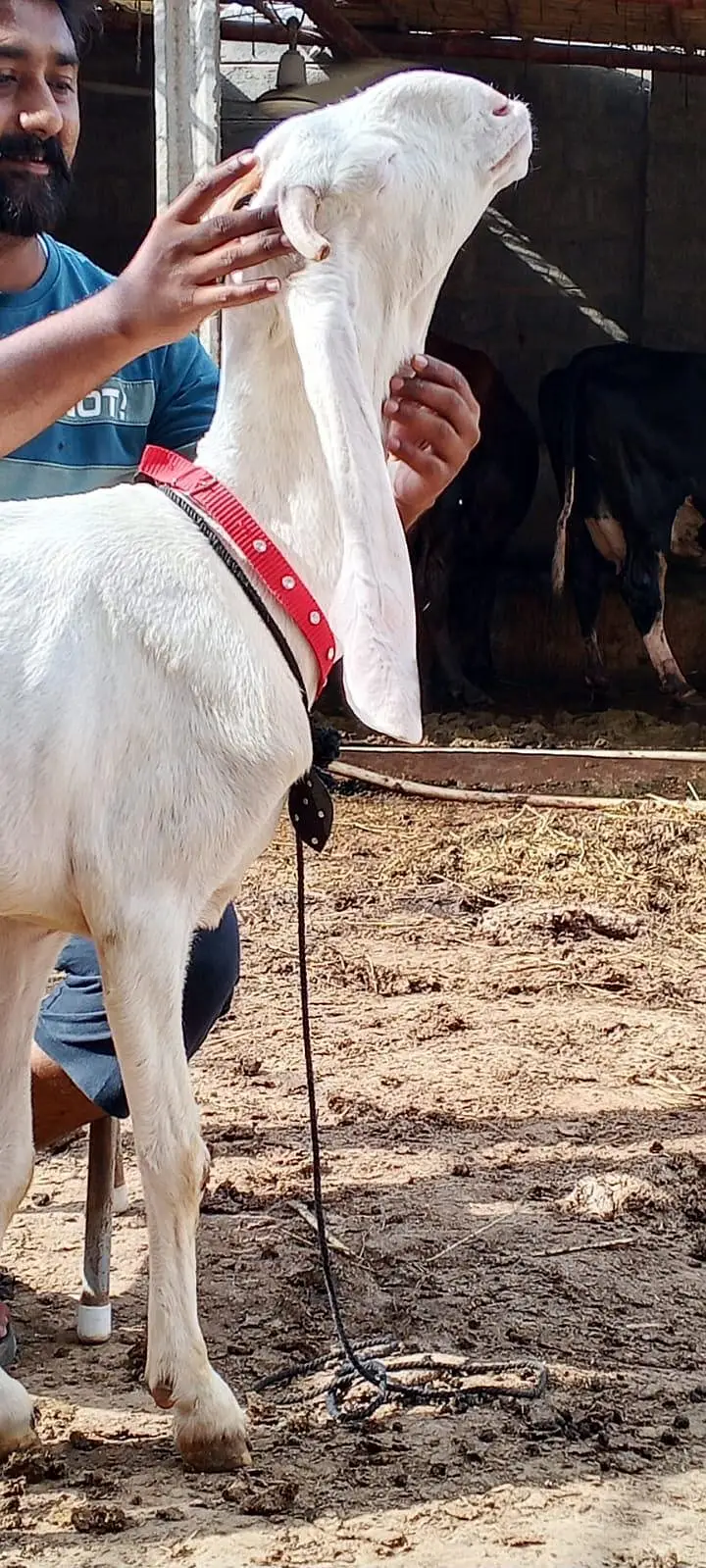 Gulabi Bakri — photo 2