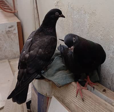 Zaakh & Shahjahanpuri