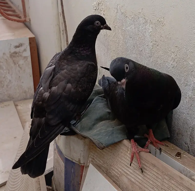 Zaakh & Shahjahanpuri