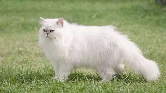 Persian cat