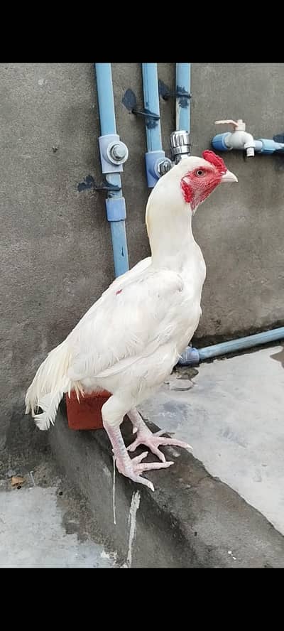 paper white hera pair