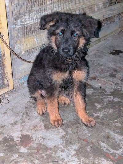 German shepherd female 2 months age