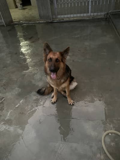 German shepherd