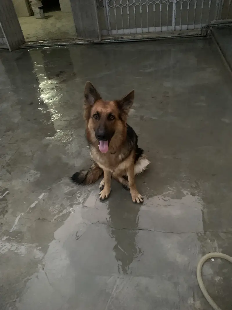 German shepherd