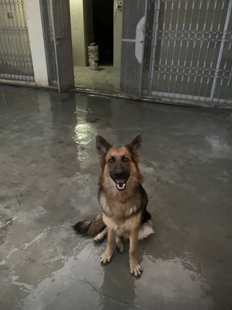 German shepherd 1