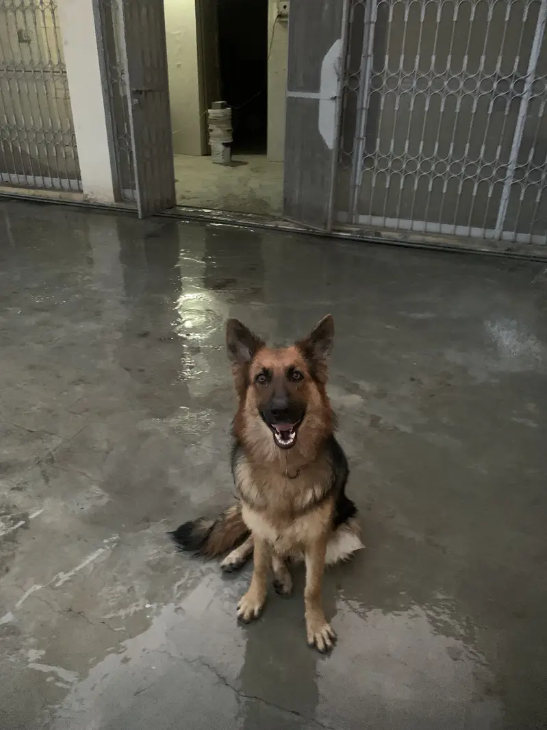 German shepherd — photo 2