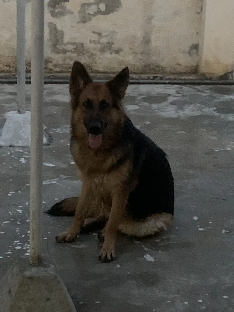 German shepherd — photo 3