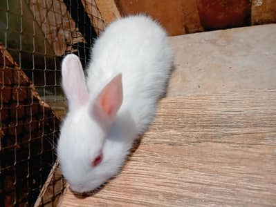 Pure New Zealand White Rabbit Babies