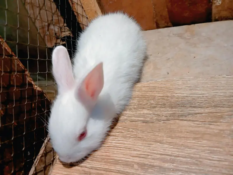 Pure New Zealand White Rabbit Babies