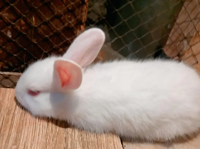 Pure New Zealand White Rabbit Babies — photo 2