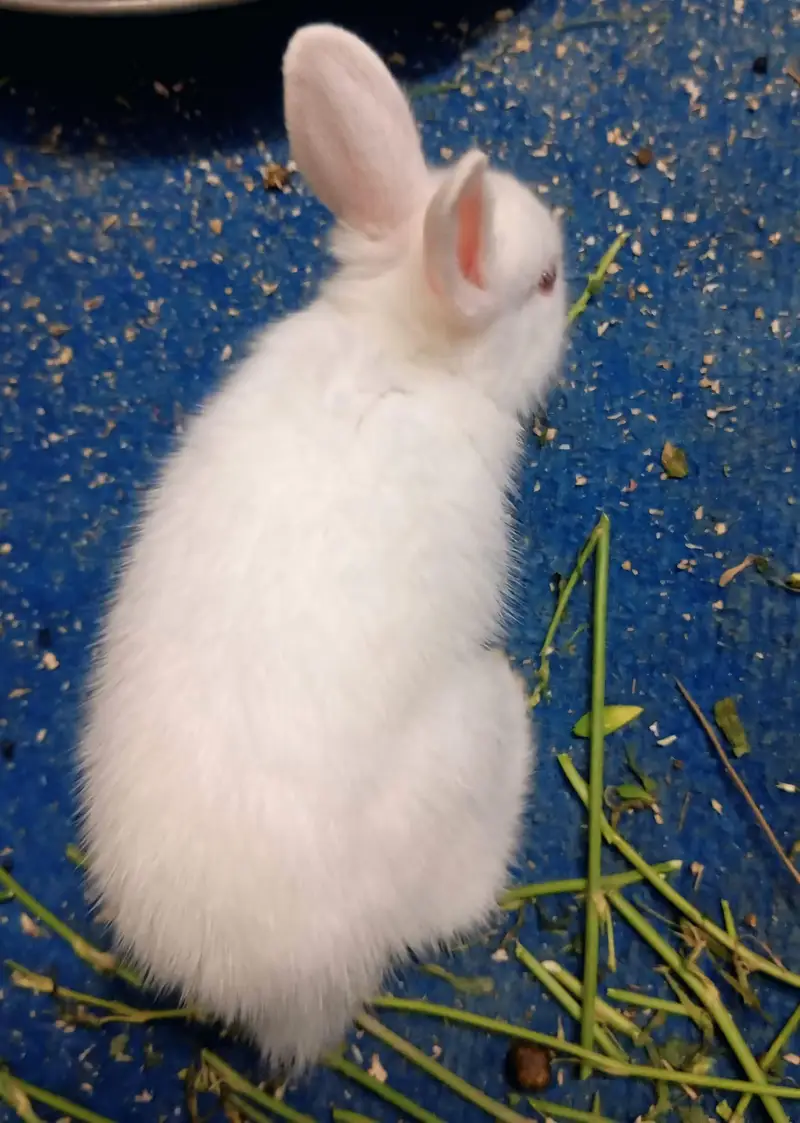 Pure New Zealand White Rabbit Babies — photo 3