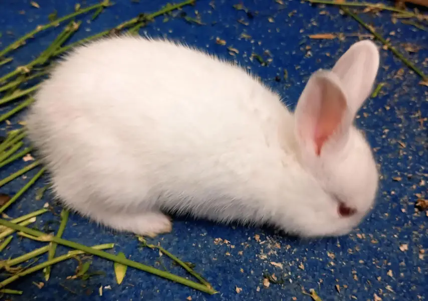 Pure New Zealand White Rabbit Babies — photo 4