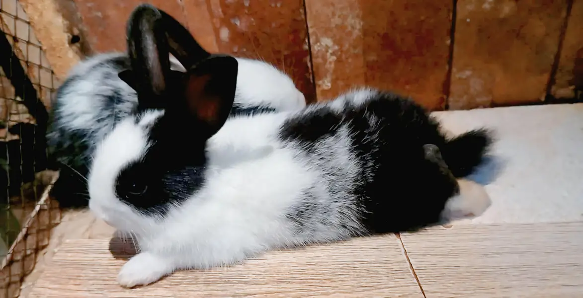Pure New Zealand White Rabbit Babies — photo 5