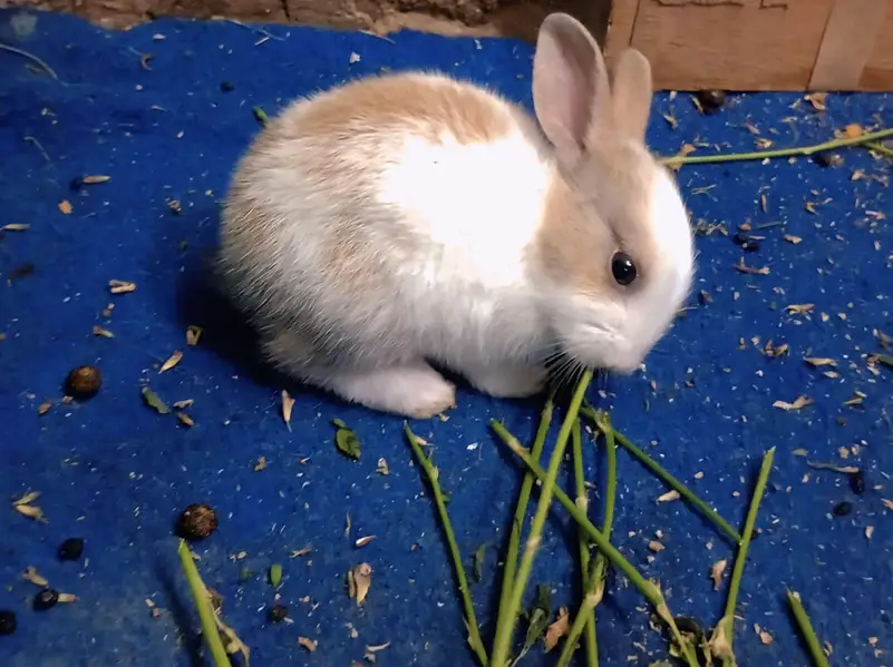 Pure New Zealand White Rabbit Babies — photo 6