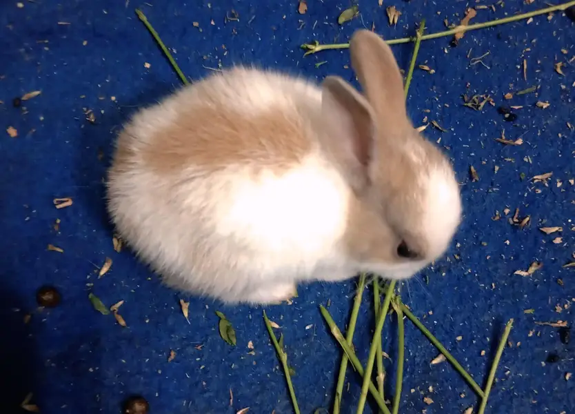 Pure New Zealand White Rabbit Babies — photo 7