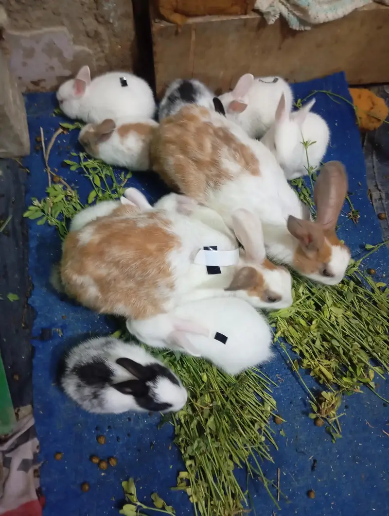 Pure New Zealand White Rabbit Babies — photo 8