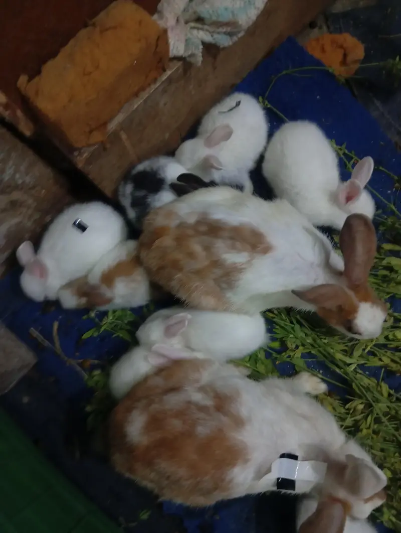 Pure New Zealand White Rabbit Babies — photo 9